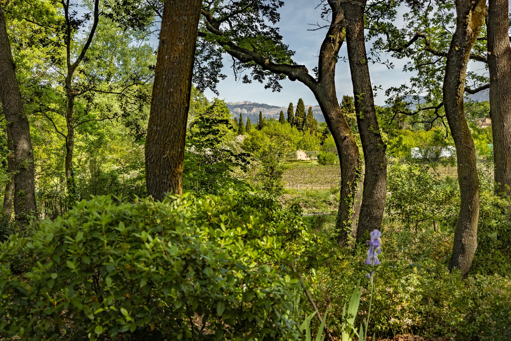 Caromb bâtisse de caractère - 007 .jpg