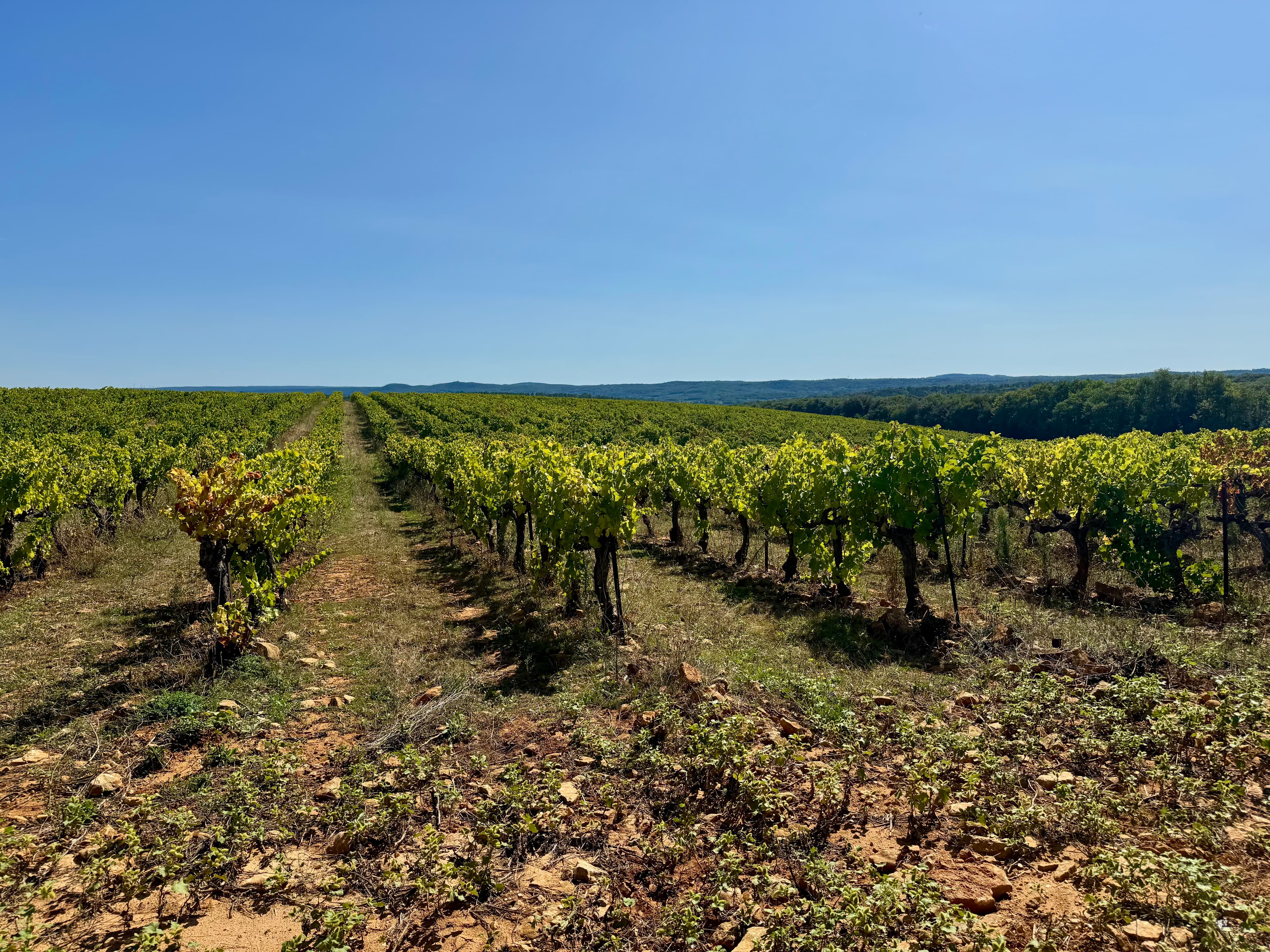 Domaine rural entre Uzès et Avignon - IMG_4894.jpg