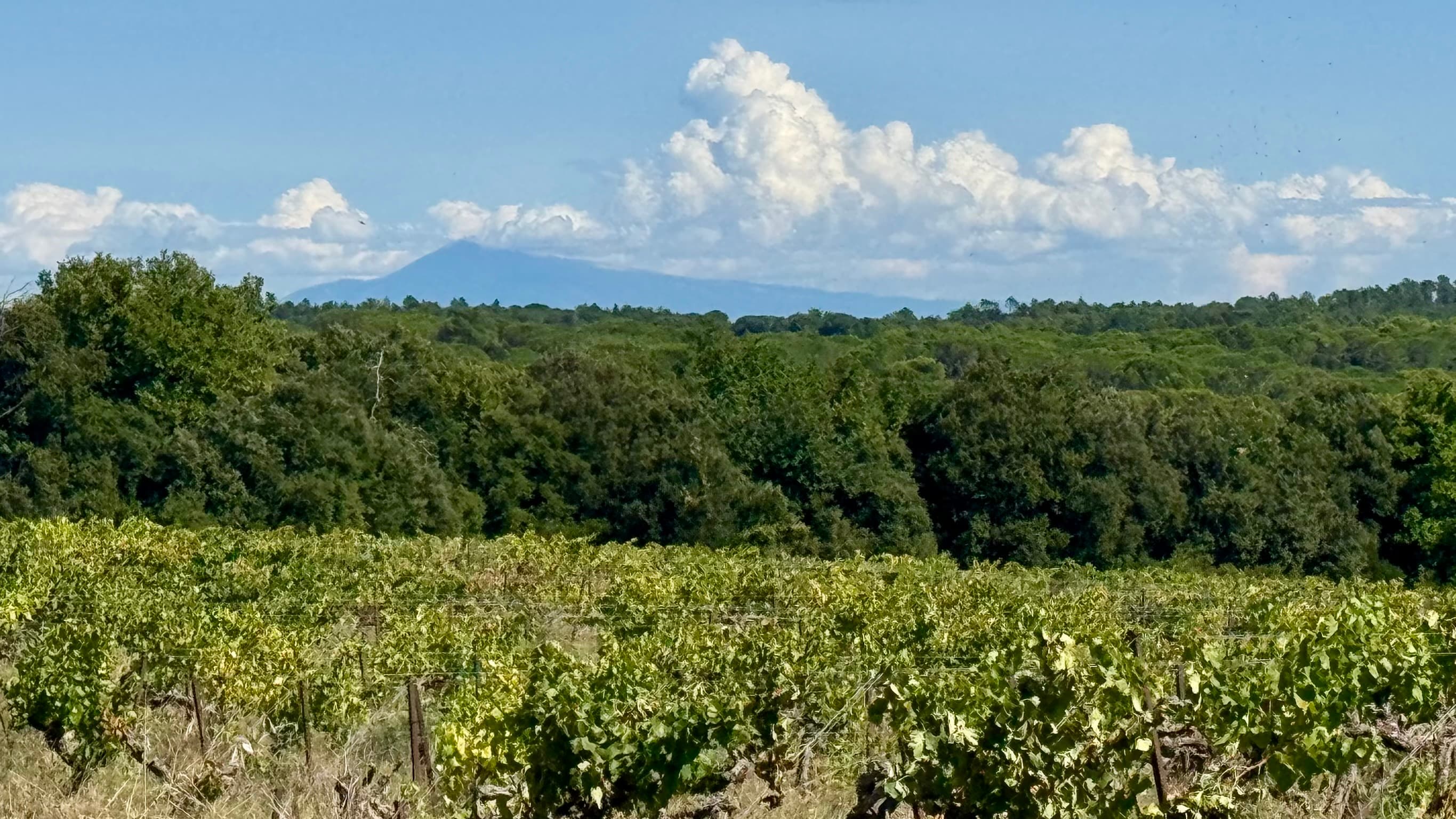 Domaine rural entre Uzès et Avignon - IMG_4919.jpg